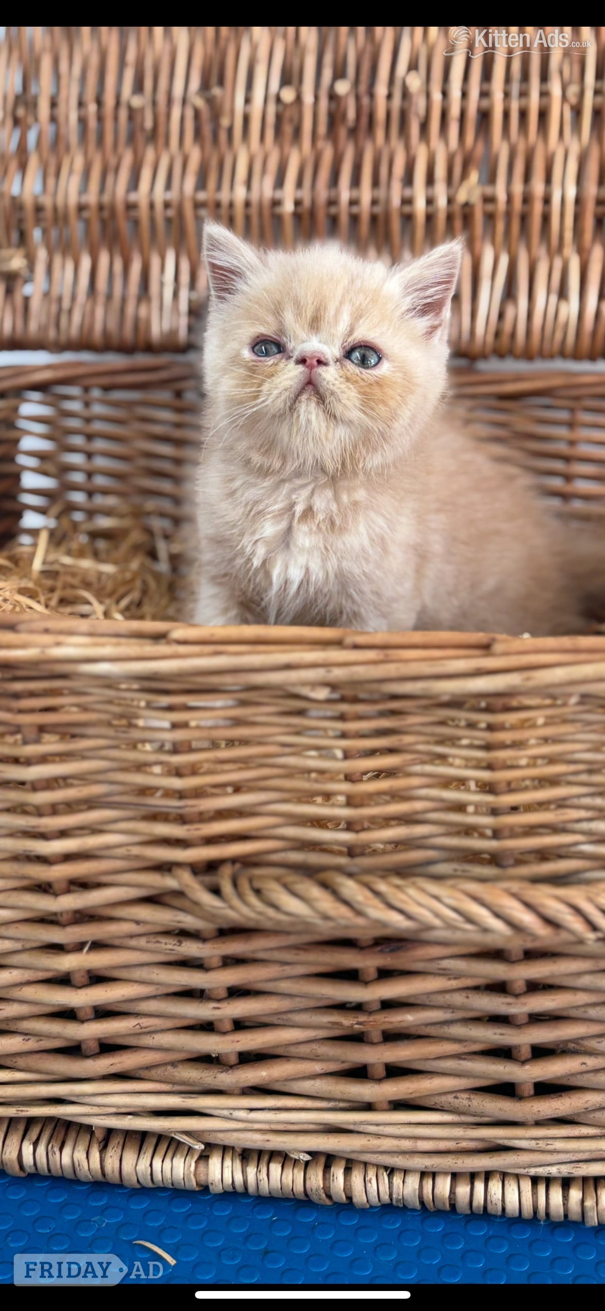 Nottingham high quality exotic kittens 