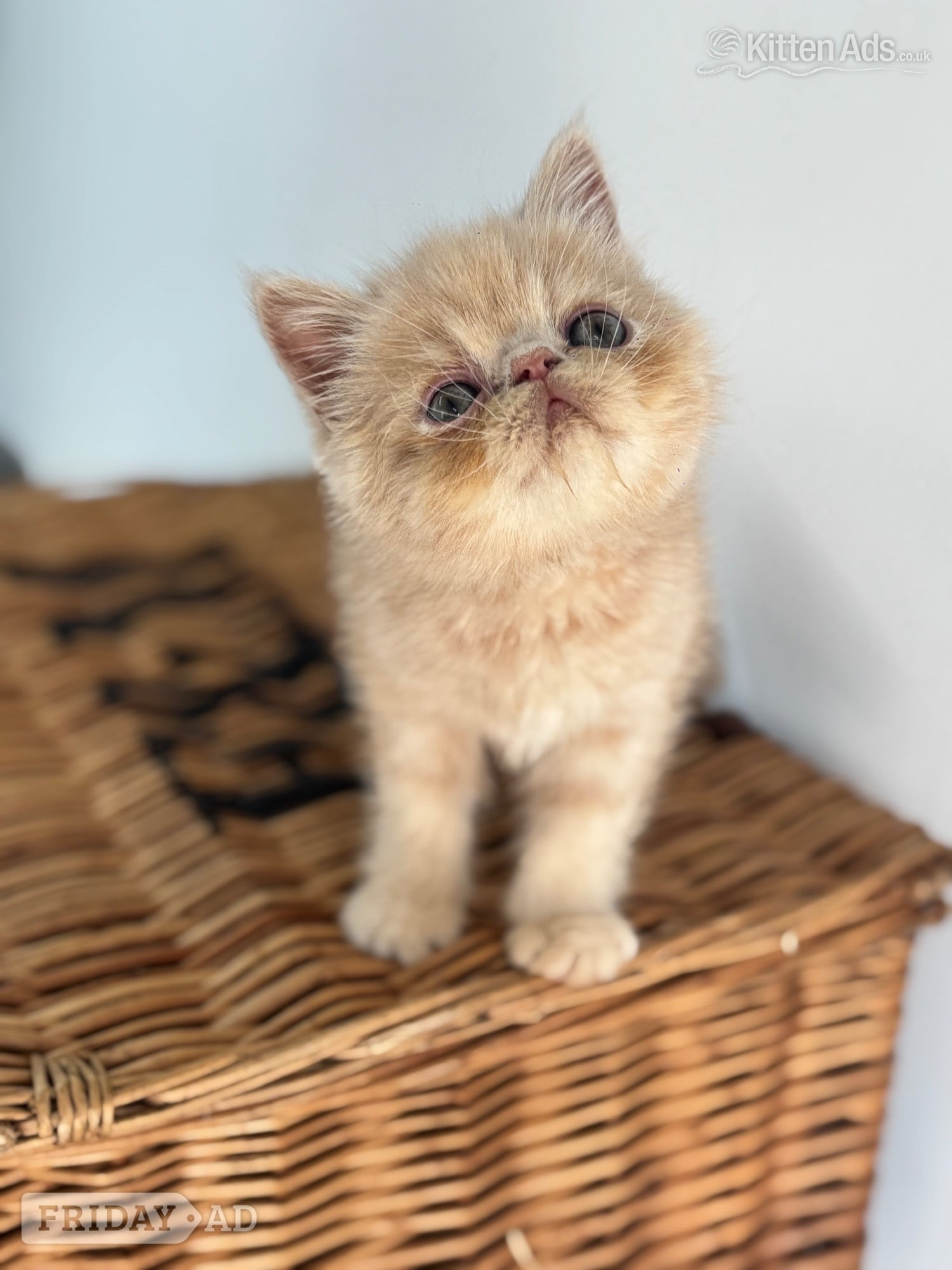 high quality exotic kittens  - Cats & Kittens in Nottingham