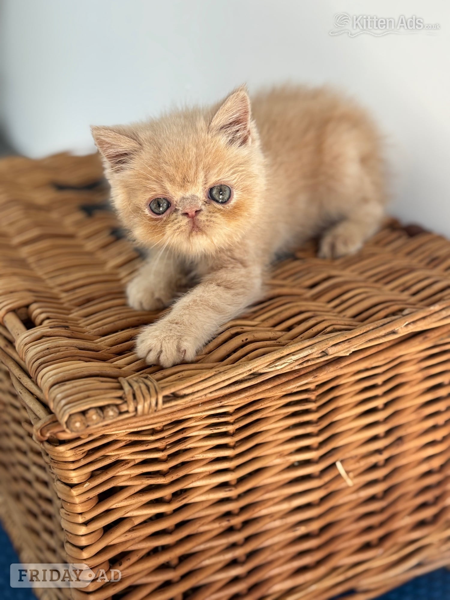 high quality exotic kittens  - Cats & Kittens