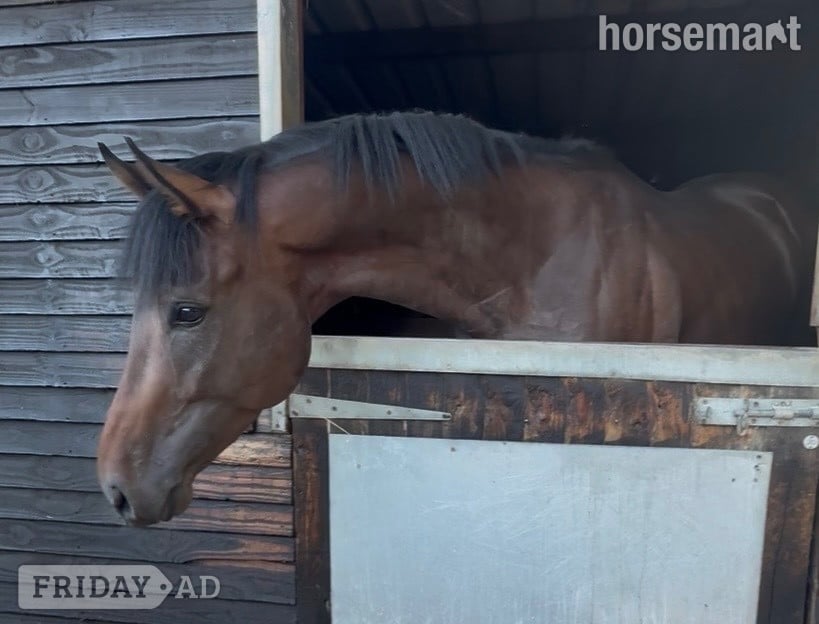 "Michael " Bay Colt Ex Racehorse in Newbury