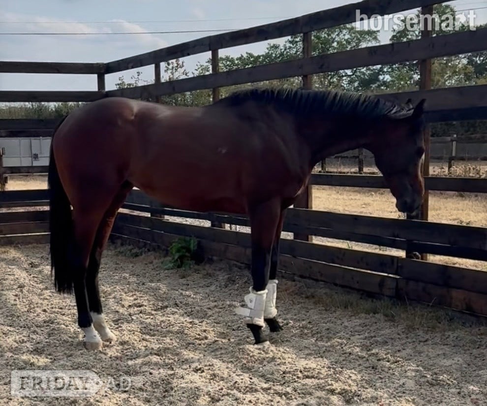 "Michael " Bay Colt Ex Racehorse