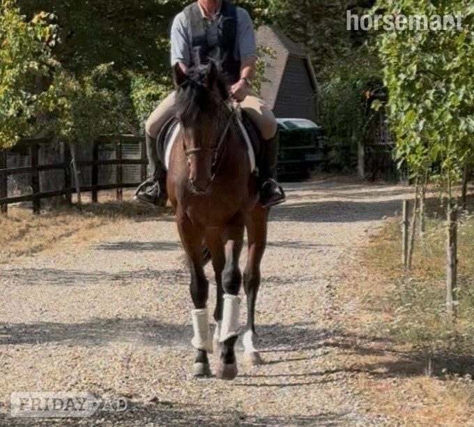 Newbury "Michael " Bay Colt Ex Racehorse
