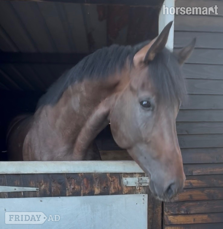 "Michael " Bay Colt Ex Racehorse - Horses in Newbury