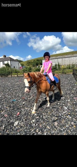 "Jimmy" Chestnut Gelding Lead Rein/First Ridden Pony