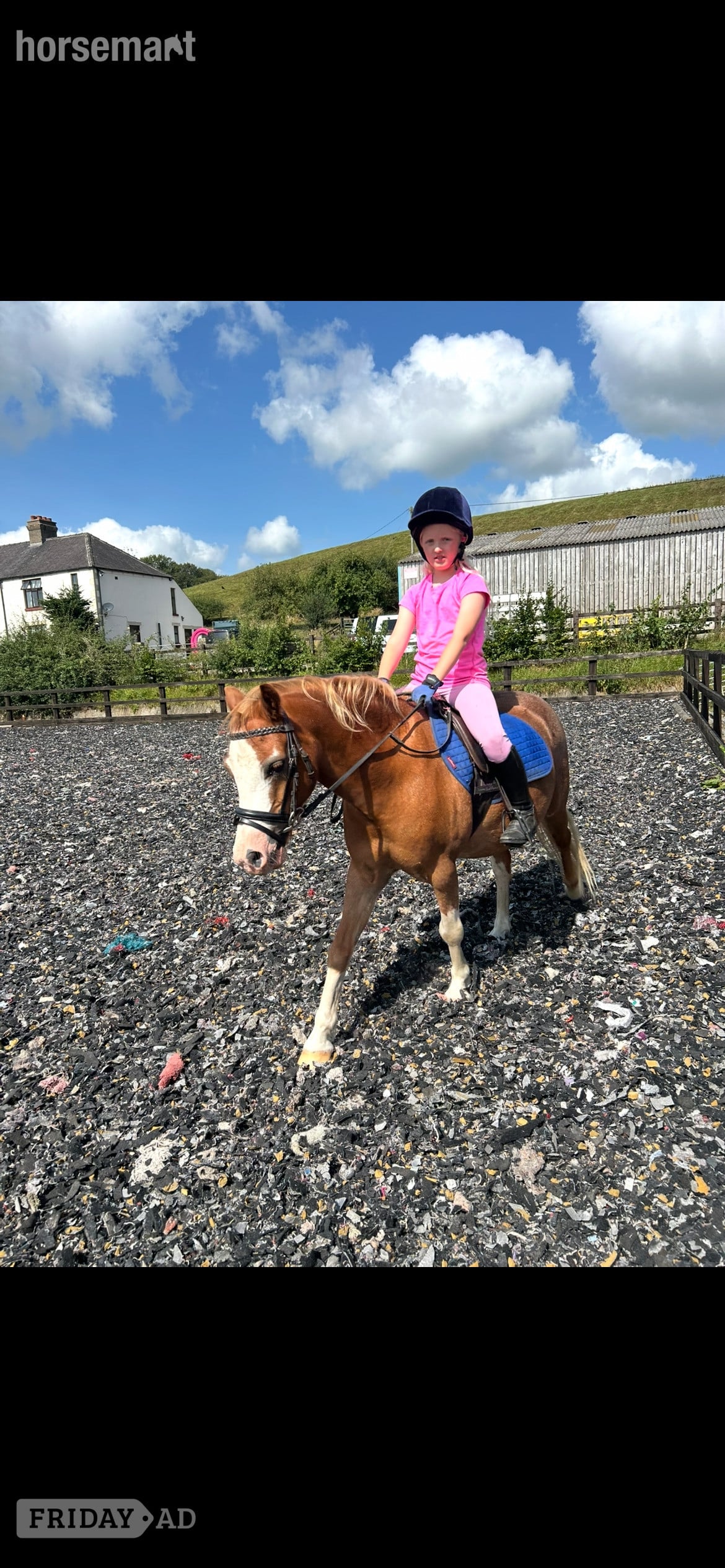 "Jimmy" Chestnut Gelding Lead Rein/First Ridden Pony in Clitheroe