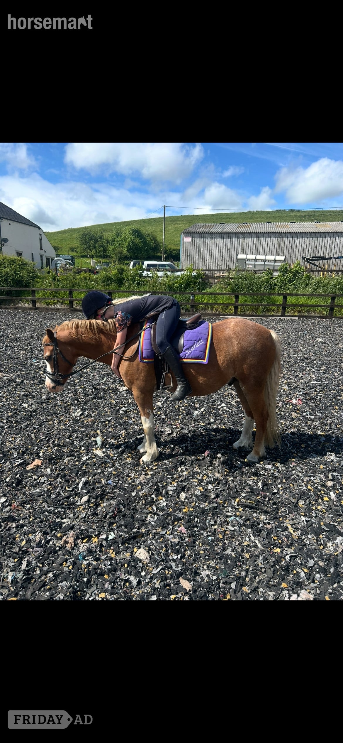 "Jimmy" Chestnut Gelding Lead Rein/First Ridden Pony