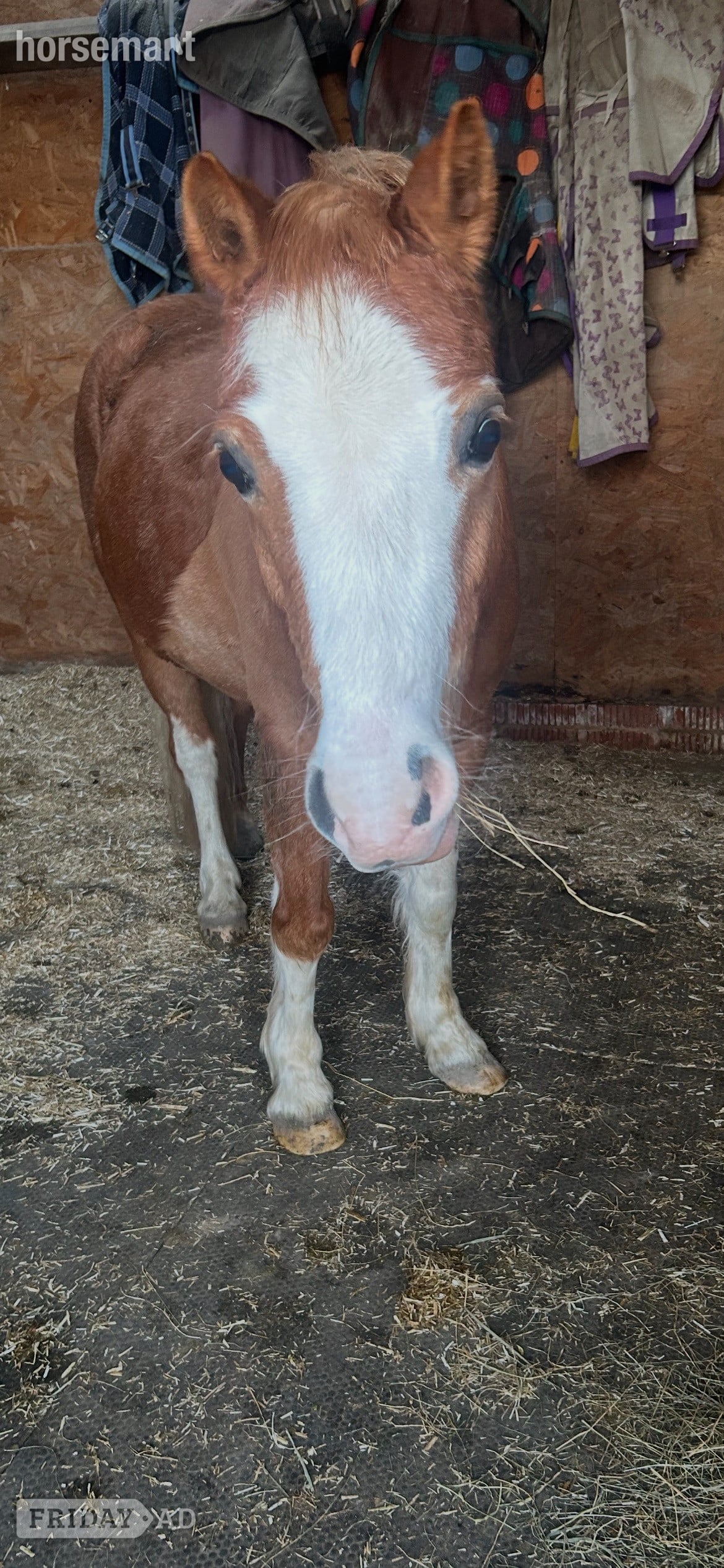 Clitheroe "Jimmy" Chestnut Gelding Lead Rein/First Ridden Pony