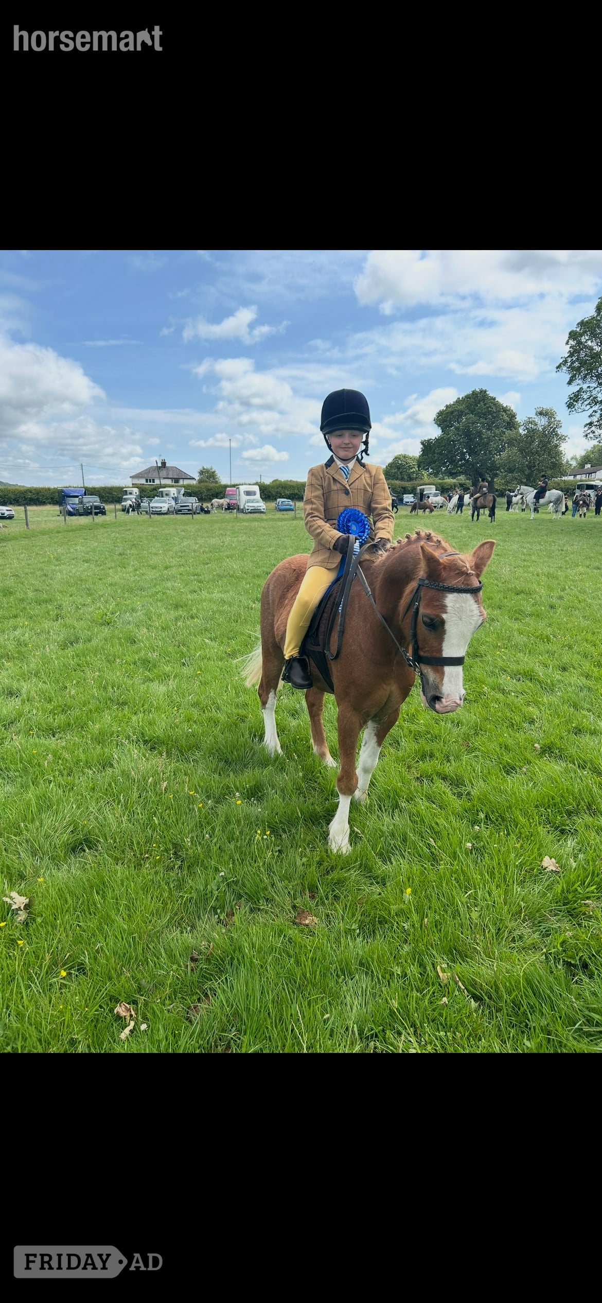 "Jimmy" Chestnut Gelding Lead Rein/First Ridden Pony - Horses in Clitheroe