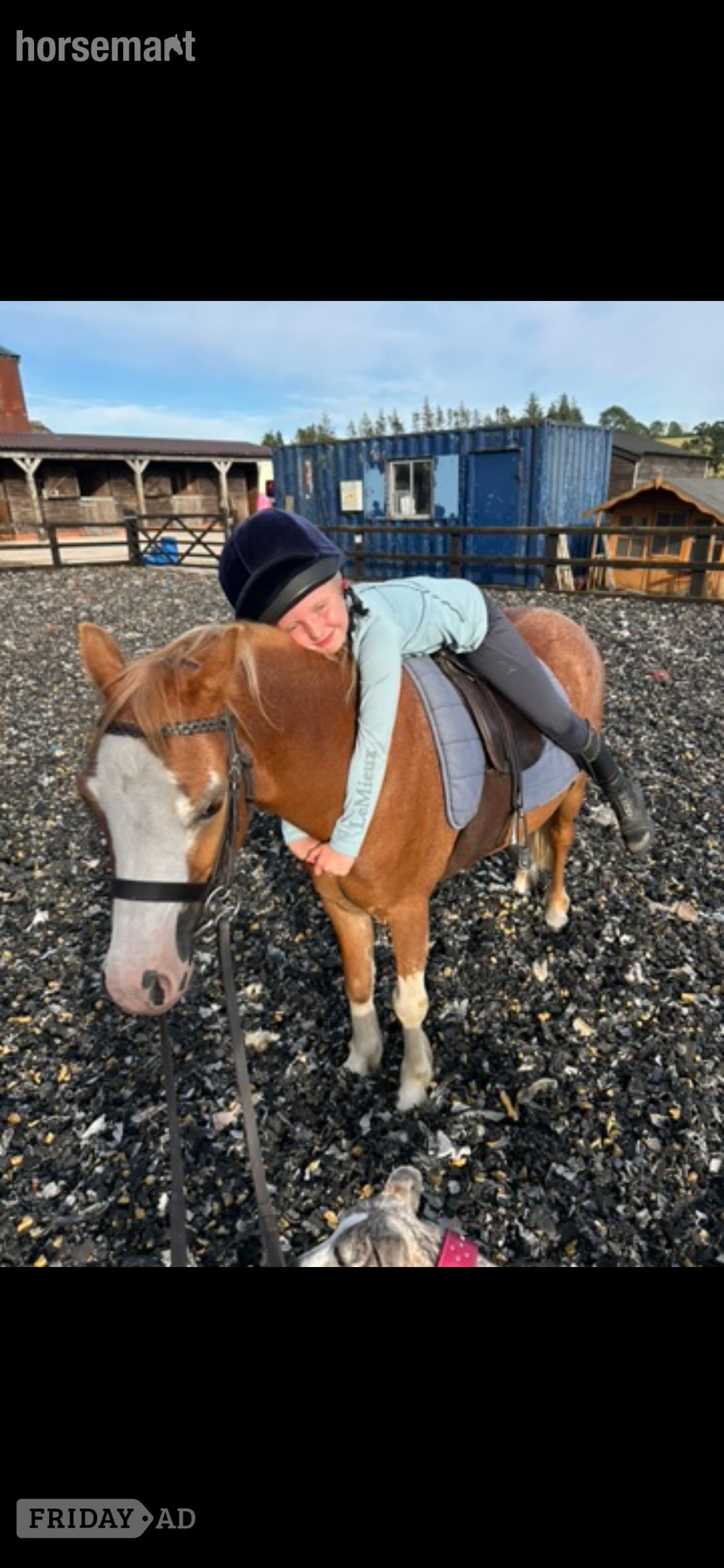 "Jimmy" Chestnut Gelding Lead Rein/First Ridden Pony - Horses