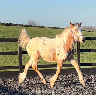 "Appaloosa /Pintaloosa TM 15.2HH" Leopard Spot Colt Western Horse