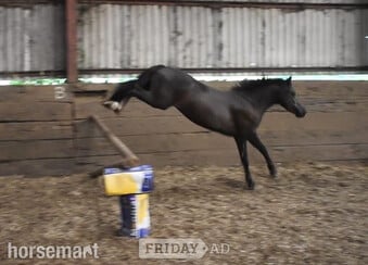 "Deazlewoods Uplift" Liver Chestnut Gelding Mountain & Moorland Pony