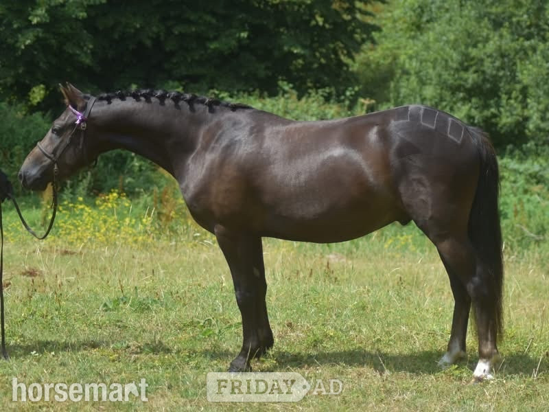 "Deazlewoods Uplift" Liver Chestnut Gelding Mountain & Moorland Pony