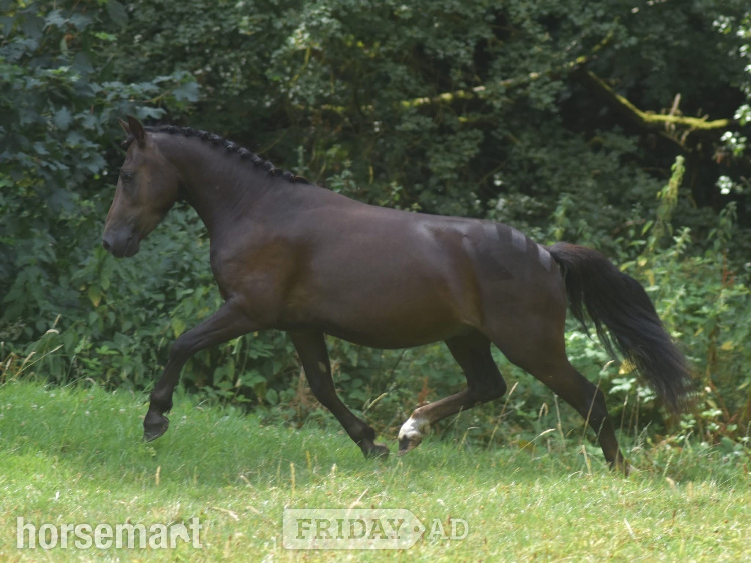 Gittisham "Deazlewoods Uplift" Liver Chestnut Gelding Mountain & Moorland Pony