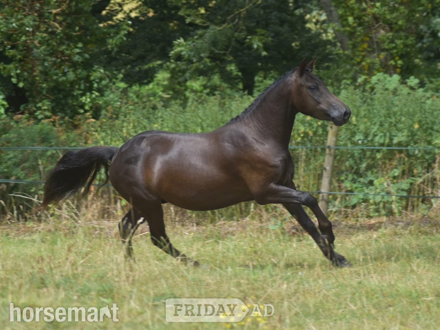 "Deazlewoods Uplift" Liver Chestnut Gelding Mountain & Moorland Pony - Horses in Gittisham