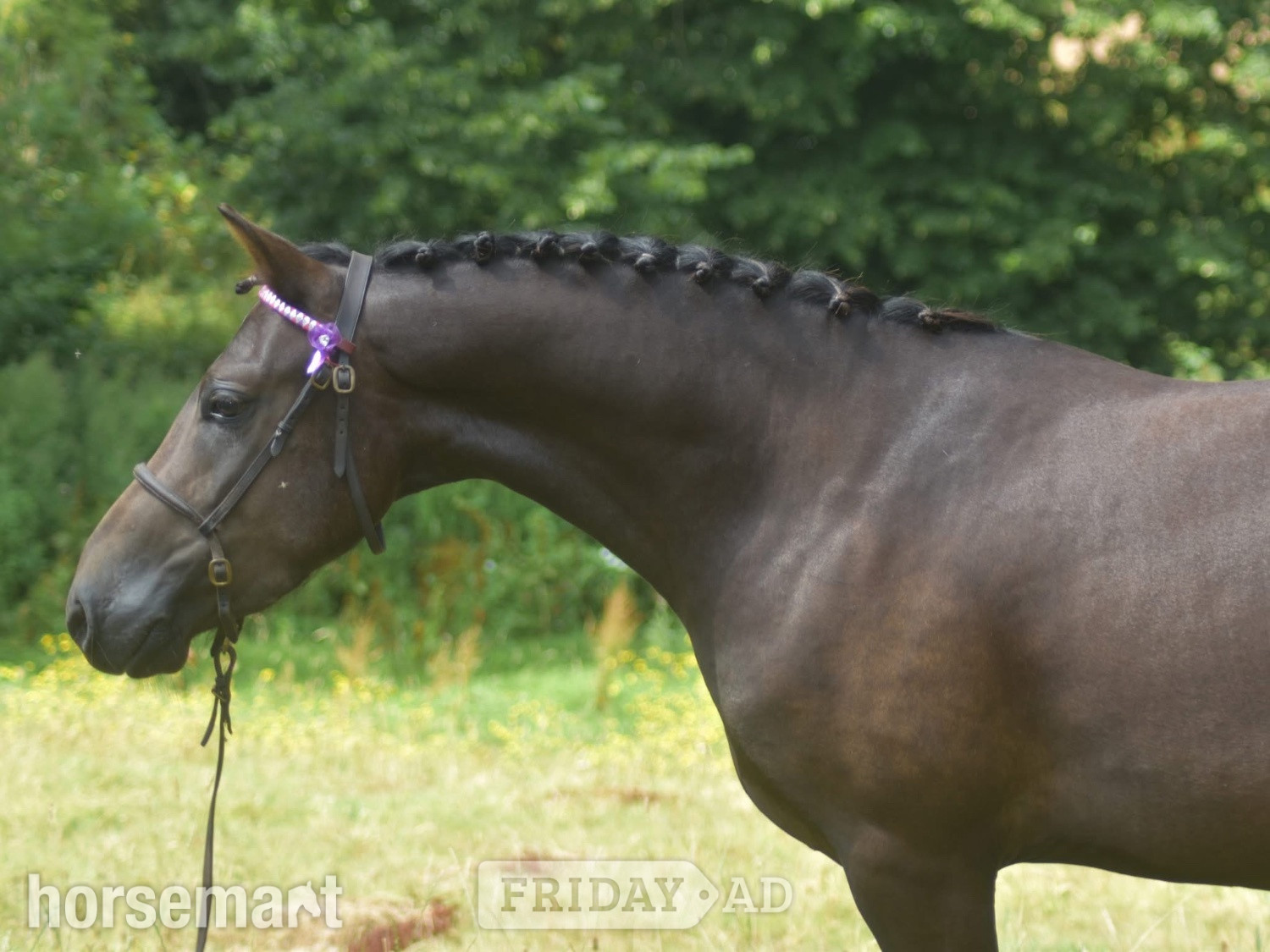 "Deazlewoods Uplift" Liver Chestnut Gelding Mountain & Moorland Pony - Horses