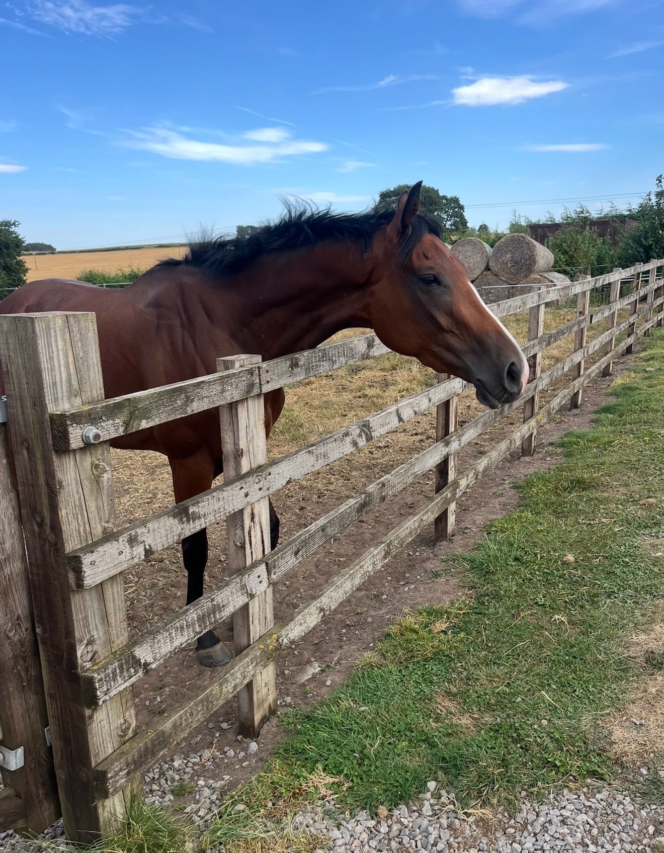 "Bobby" Bay Filly All Rounder