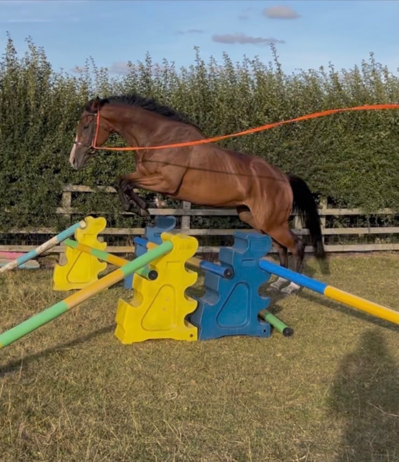 Bedale "Bobby" Bay Filly All Rounder