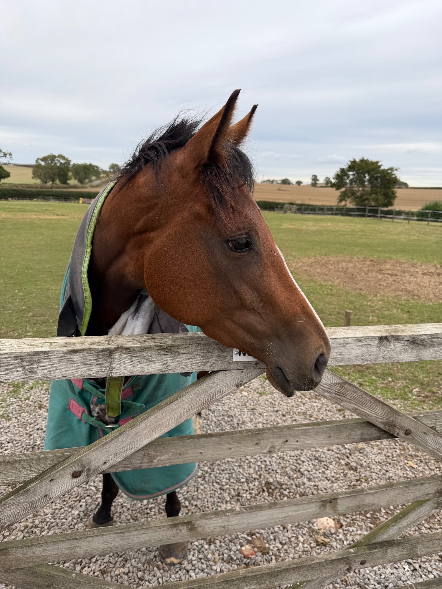 "Bobby" Bay Filly All Rounder - Horses in Bedale
