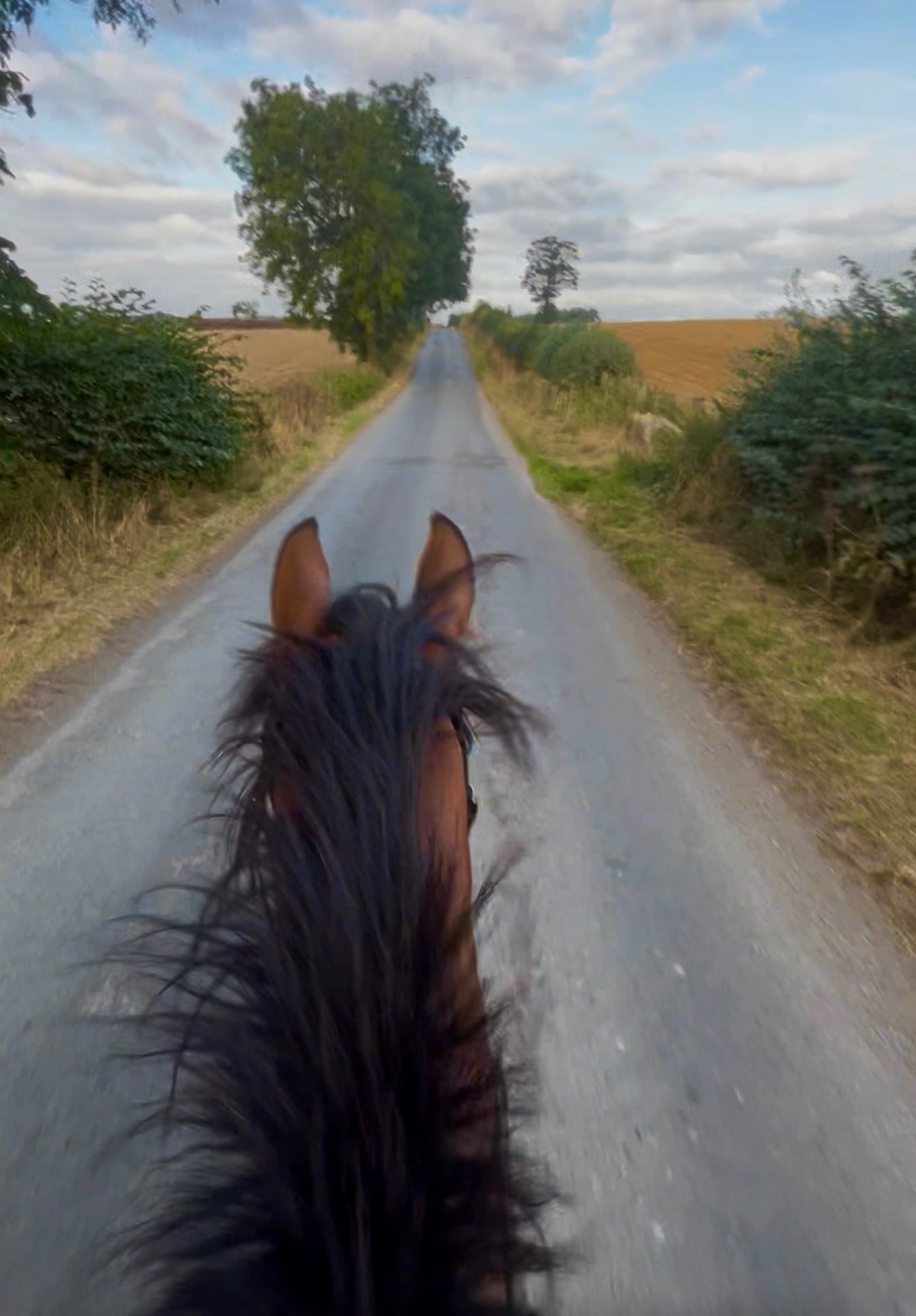"Bobby" Bay Filly All Rounder - Horses