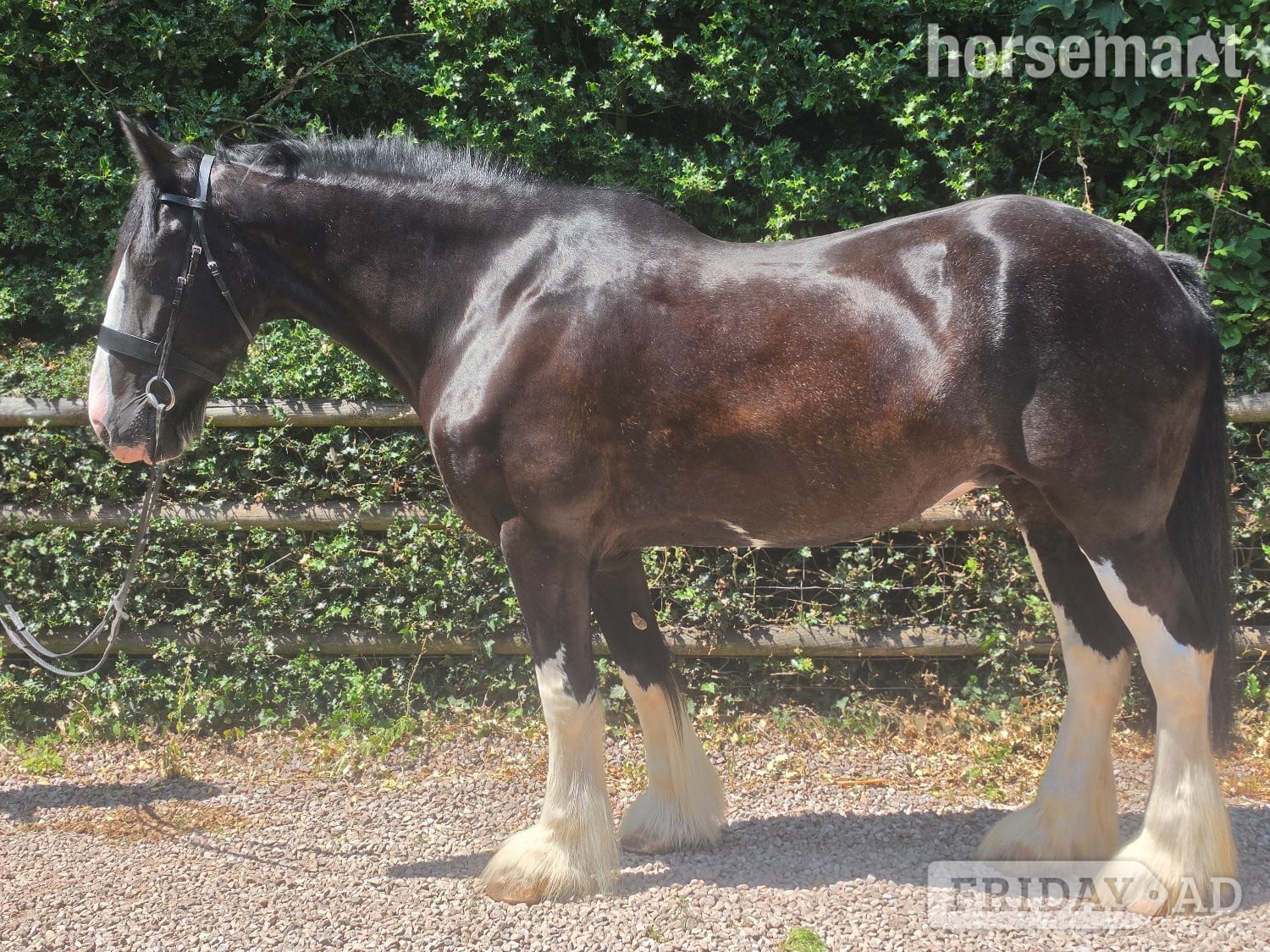 "COWERSLANE Melodie" Black Mare Cob/Heavy Horse in Ross-On-Wye