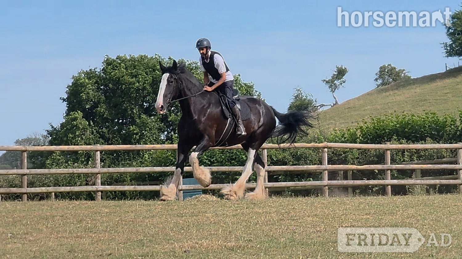 "COWERSLANE Melodie" Black Mare Cob/Heavy Horse