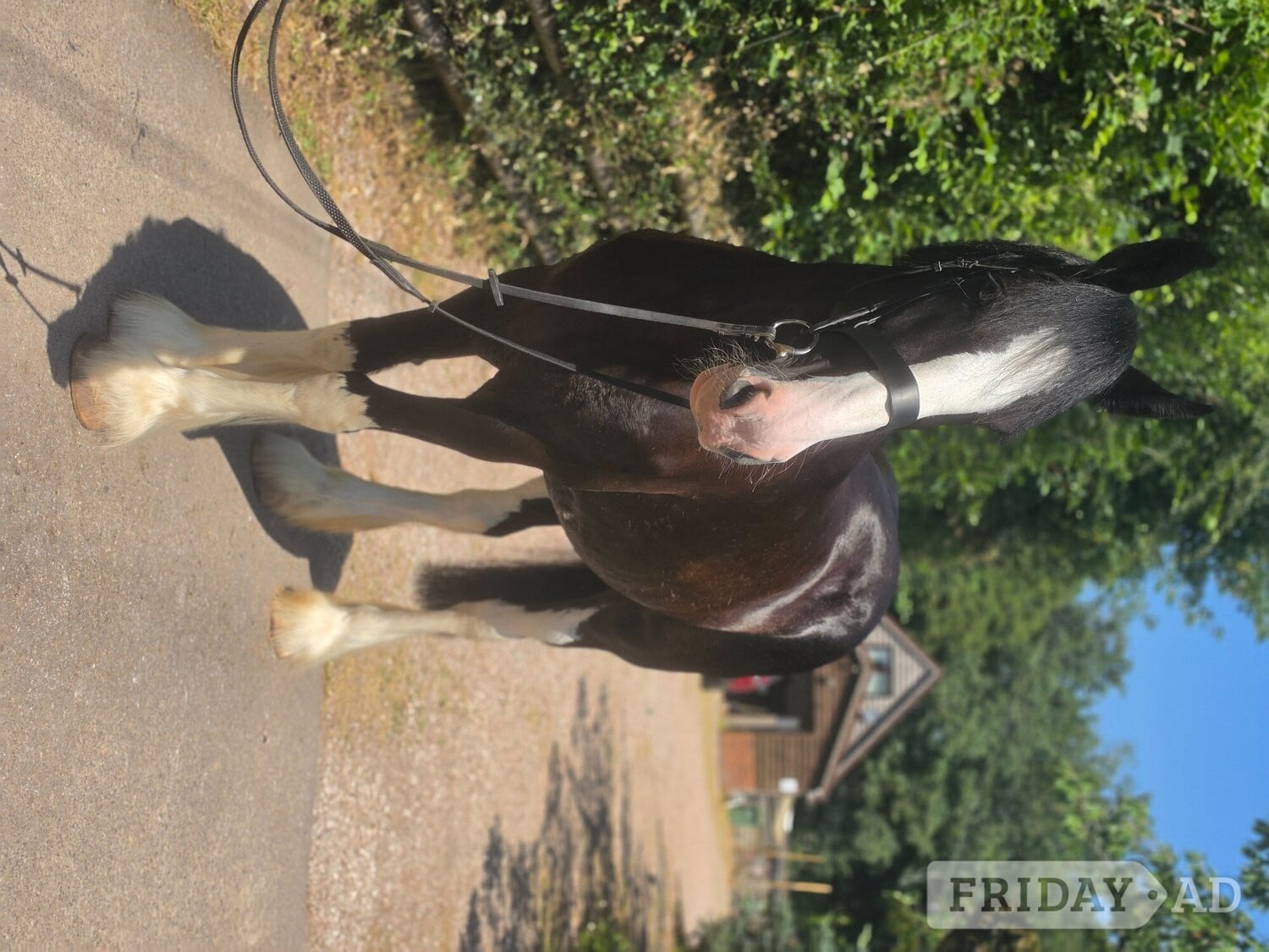 "COWERSLANE Melodie" Black Mare Cob/Heavy Horse - Horses in Ross-On-Wye