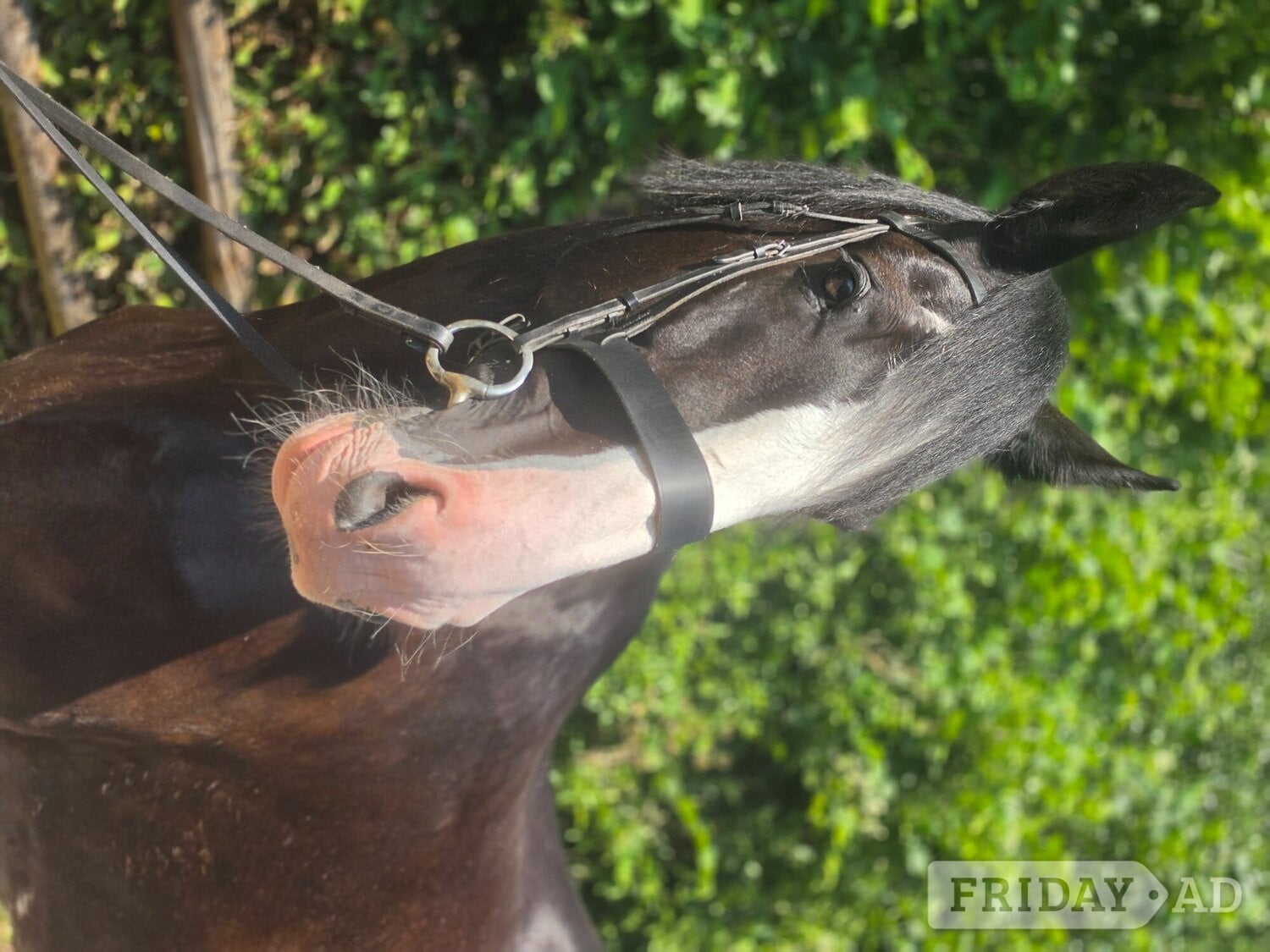"COWERSLANE Melodie" Black Mare Cob/Heavy Horse - Horses