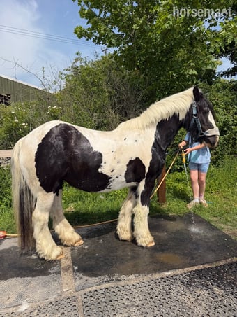 "Cob" Piebald Mare Cob/Heavy Horse
