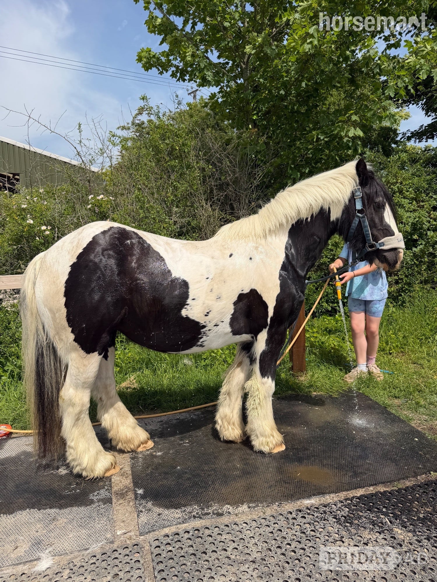 "Cob" Piebald Mare Cob/Heavy Horse in Alton