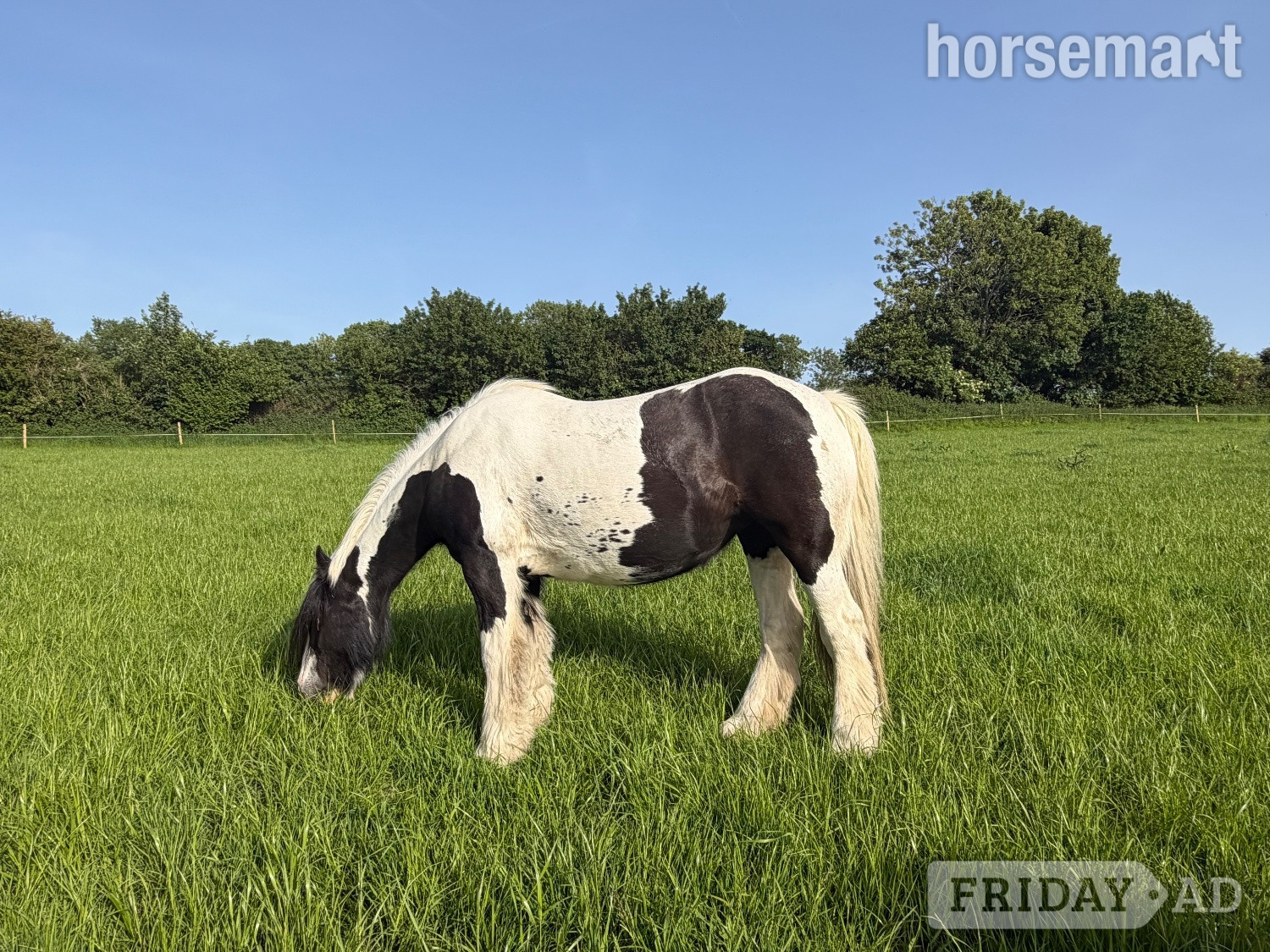 "Cob" Piebald Mare Cob/Heavy Horse
