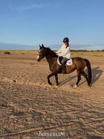 Gorgeous 16hh mare for full loan, to stay at current yard