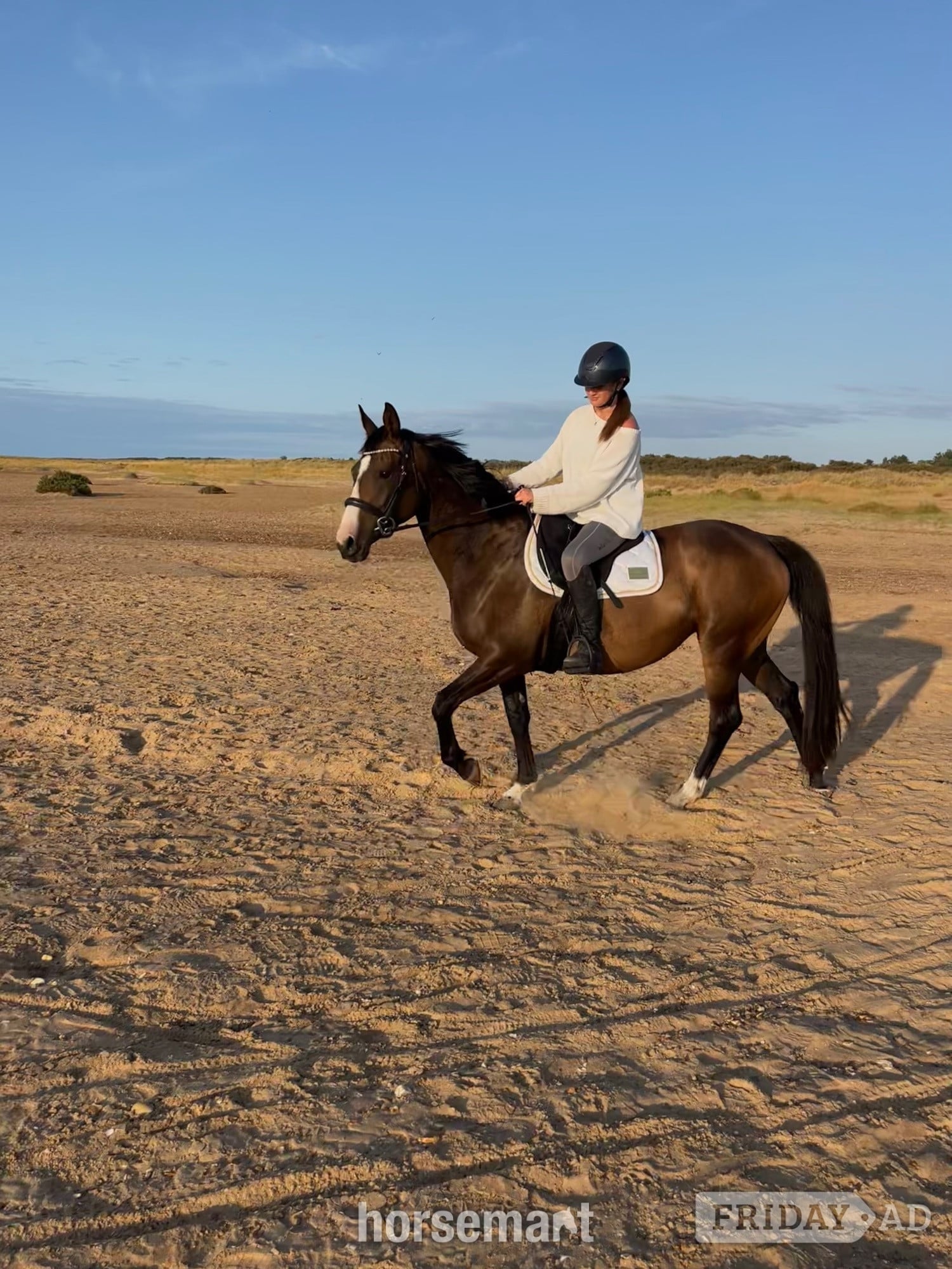 Gorgeous 16hh mare for full loan, to stay at current yard in Cambridge
