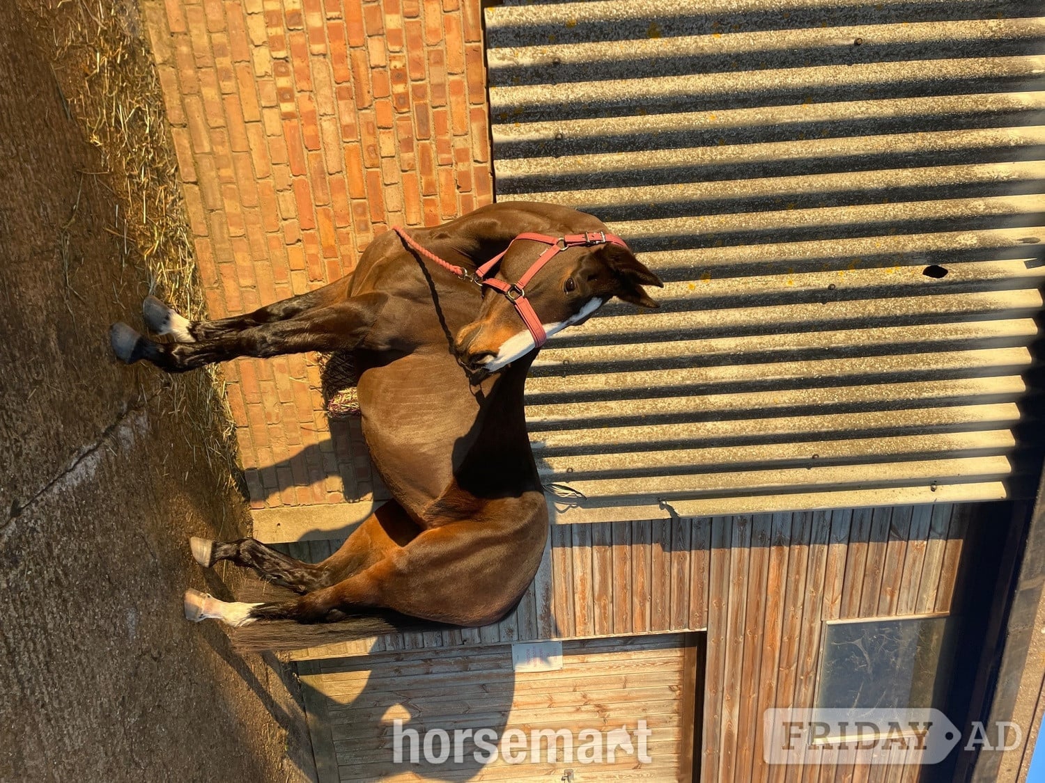 Gorgeous 16hh mare for full loan, to stay at current yard