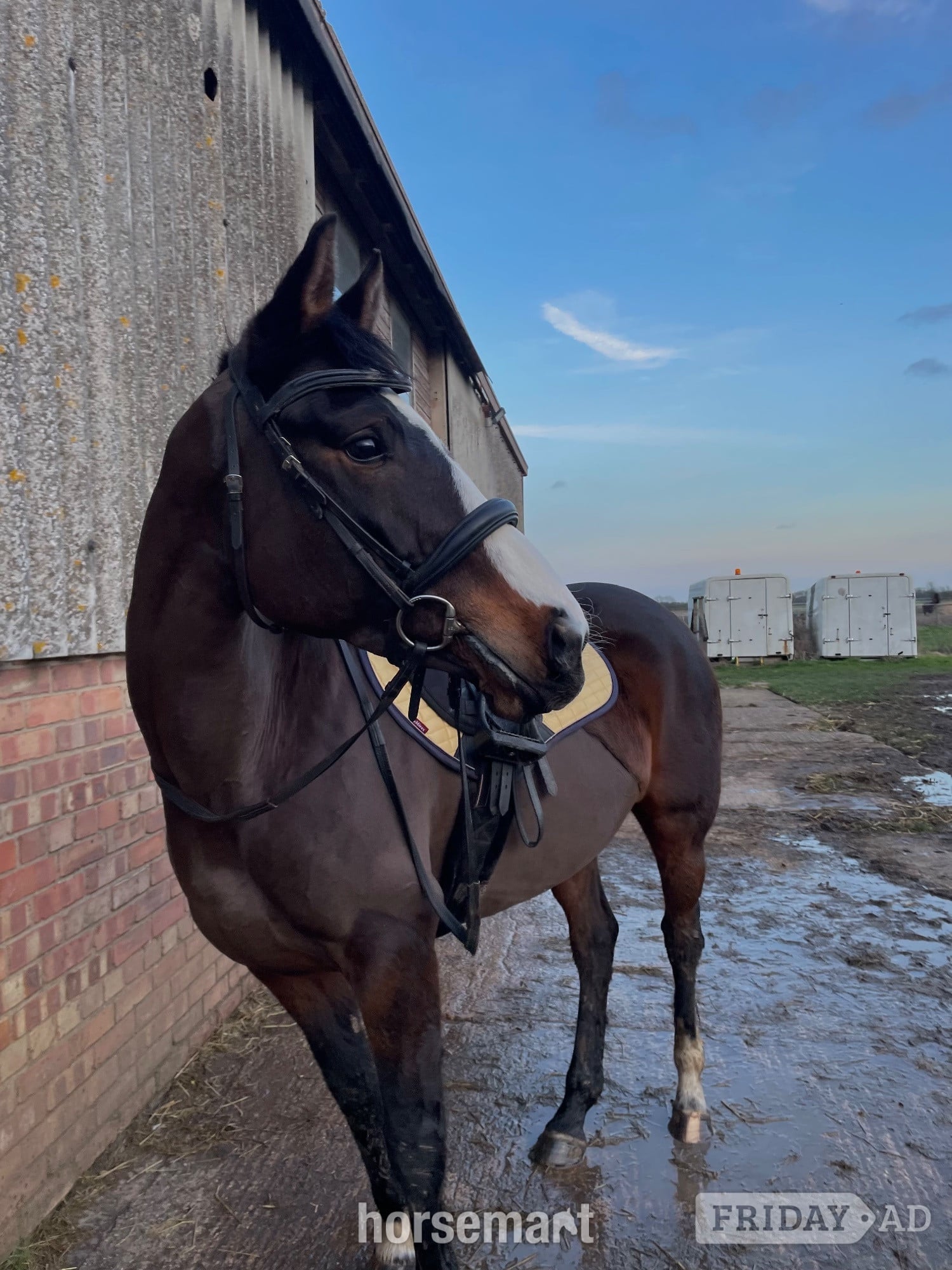 Cambridge Gorgeous 16hh mare for full loan, to stay at current yard