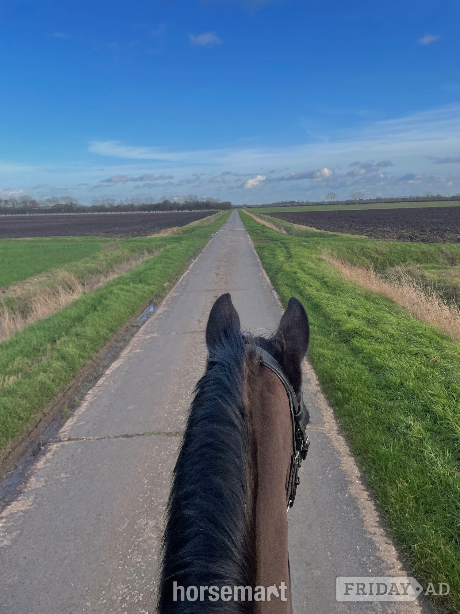 Gorgeous 16hh mare for full loan, to stay at current yard - Horses in Cambridge
