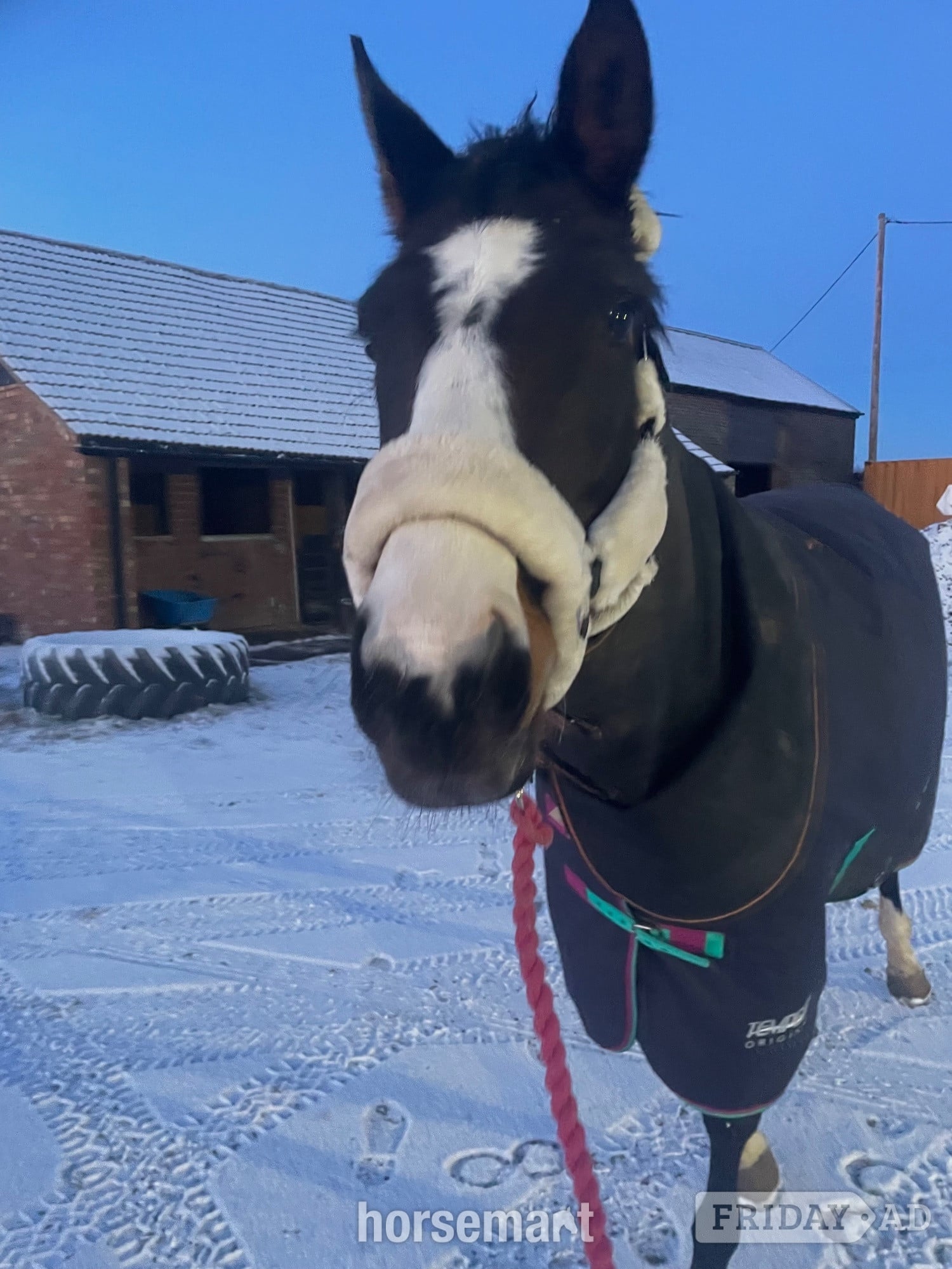 Gorgeous 16hh mare for full loan, to stay at current yard - Horses