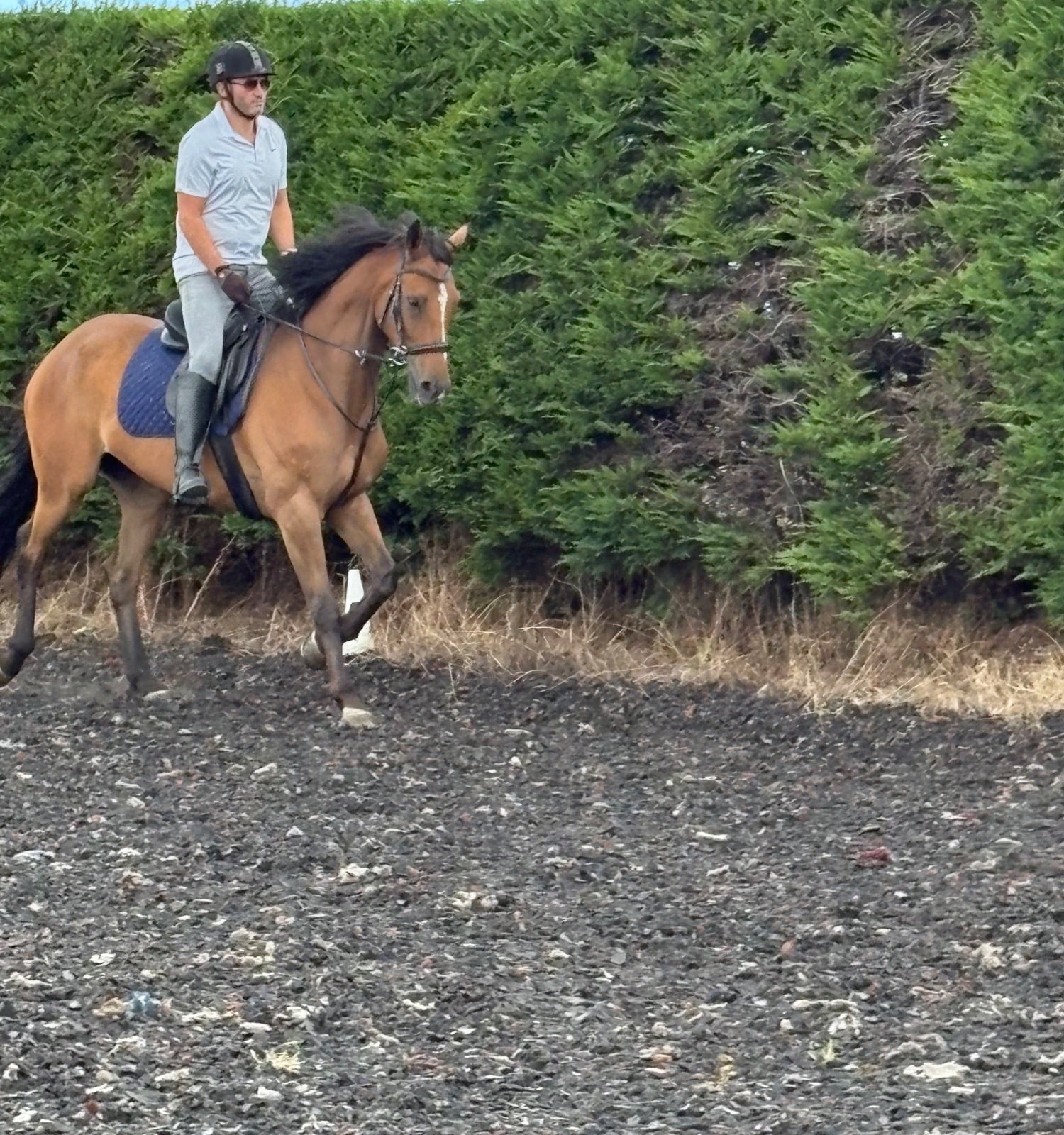 "L" Bay Gelding Companion Horse