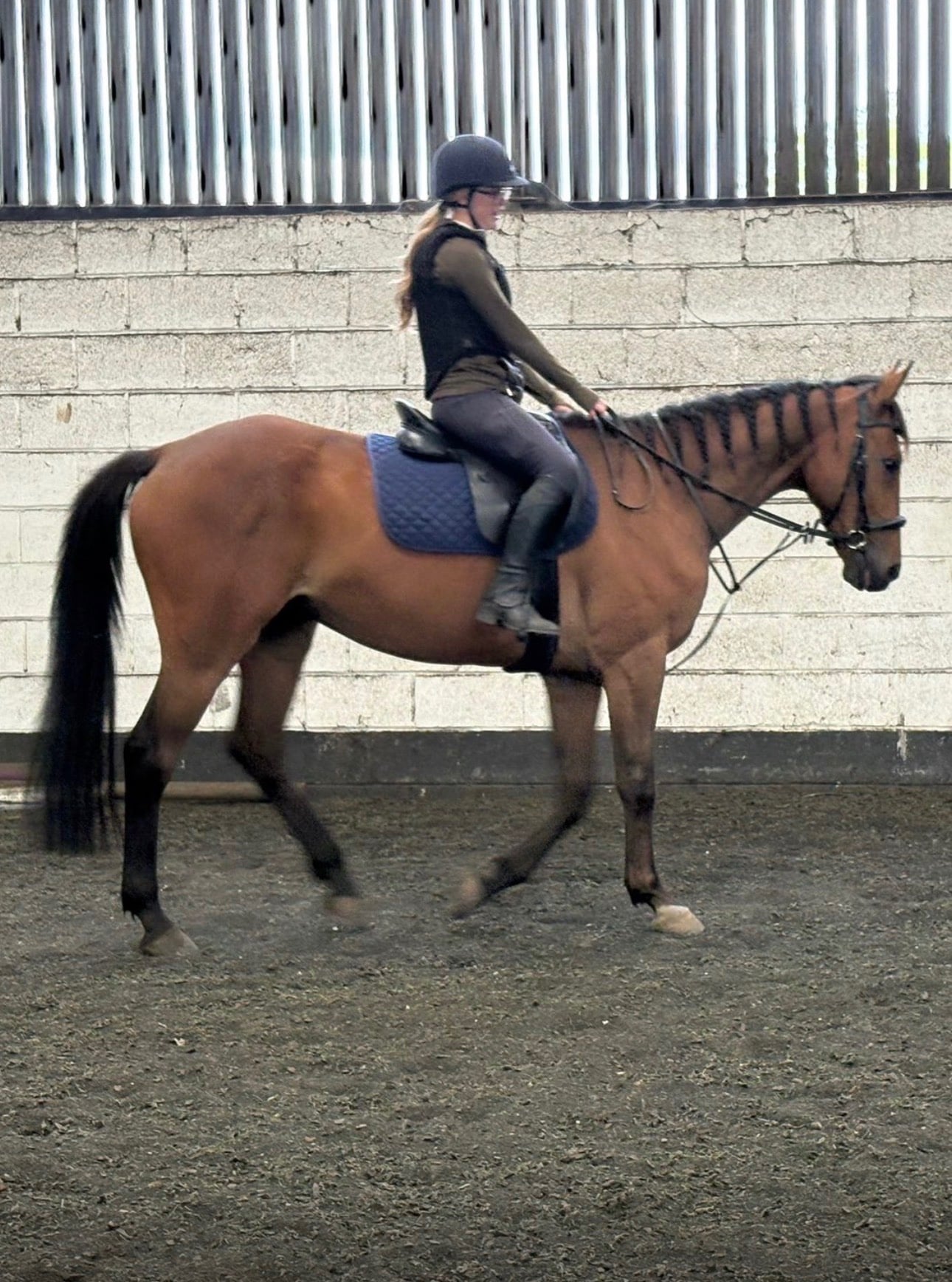"L" Bay Gelding Companion Horse - Horses in Durham