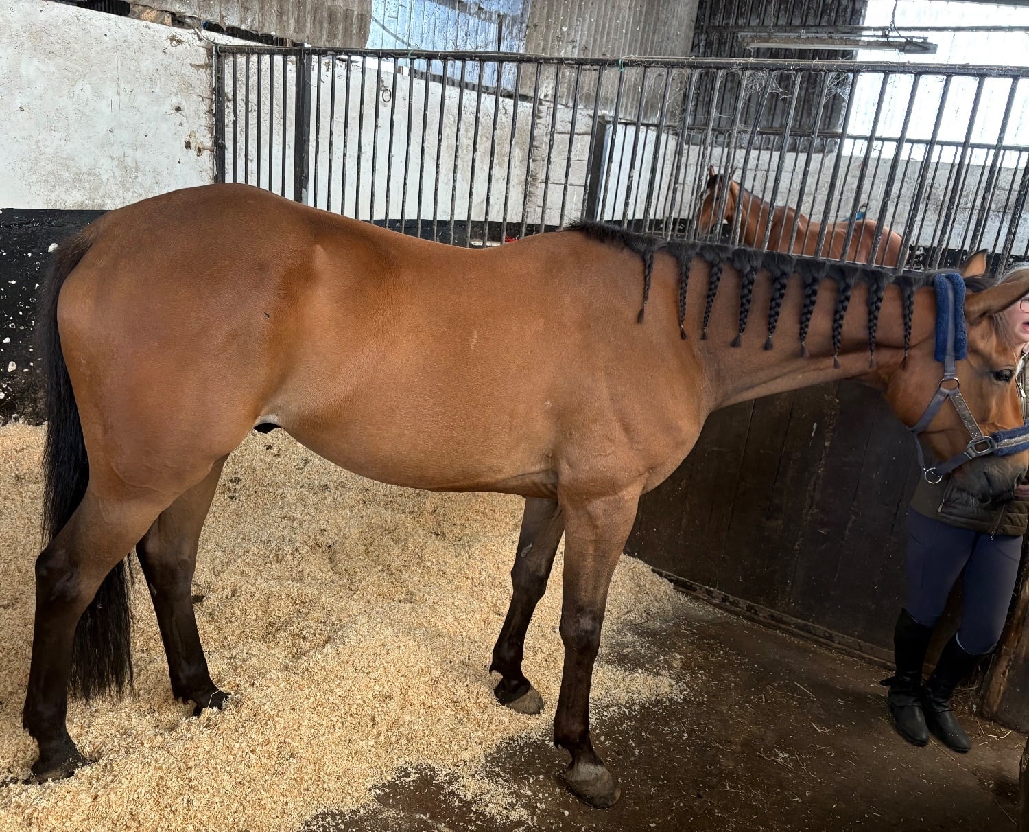 "L" Bay Gelding Companion Horse - Horses