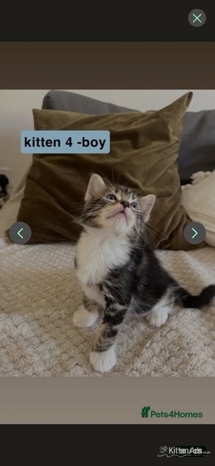 Bengal-Maine coon mix kittens