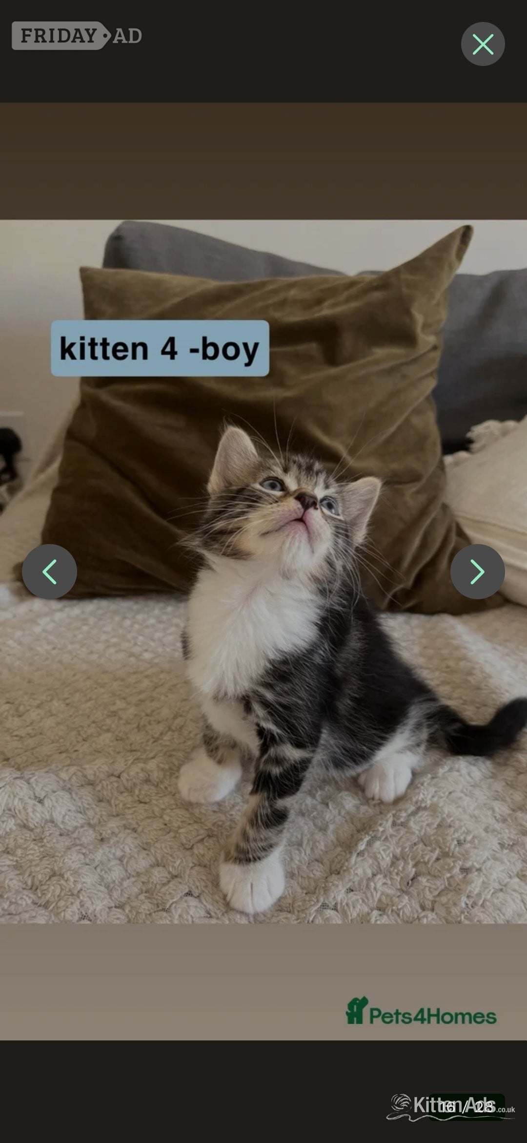 Bengal-Maine coon mix kittens in Exeter