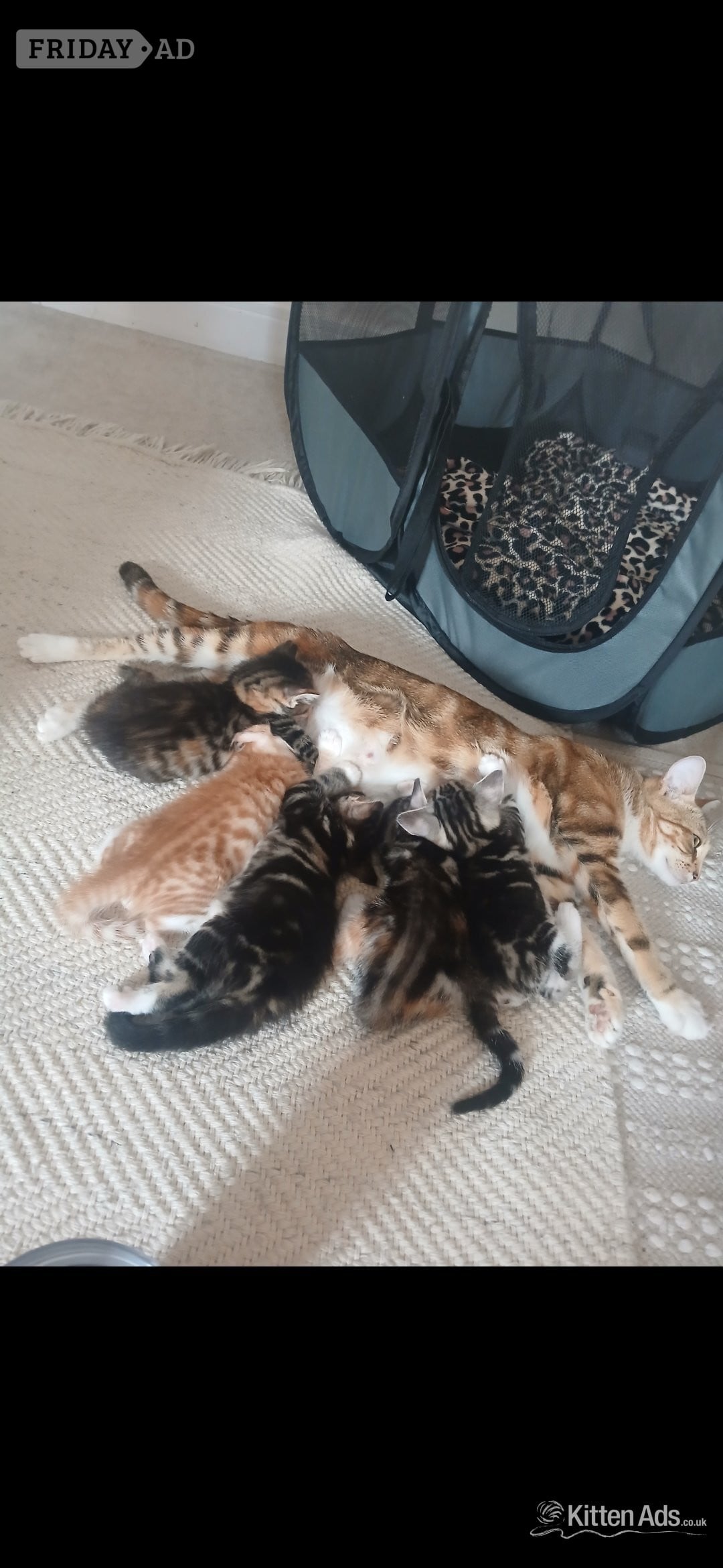 Bengal-Maine coon mix kittens