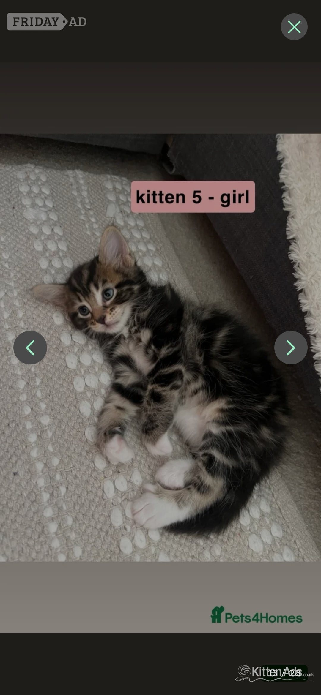Exeter Bengal-Maine coon mix kittens