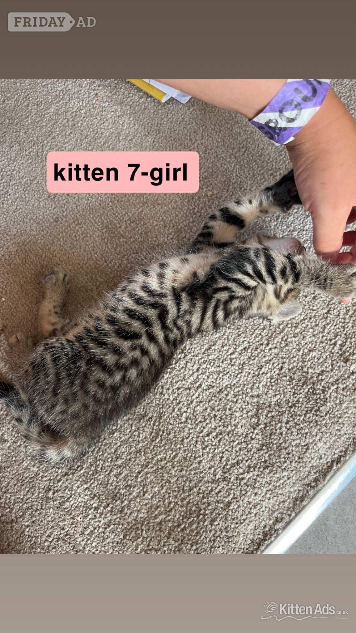 Bengal-Maine coon mix kittens - Cats & Kittens in Exeter