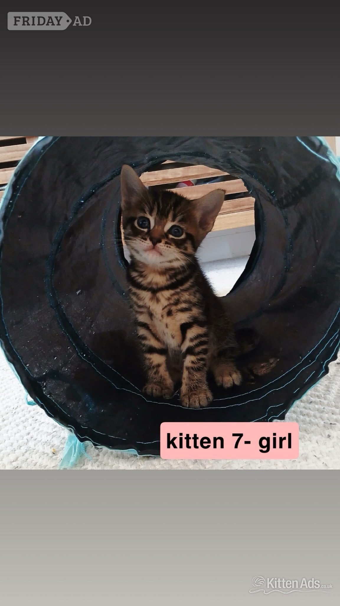Bengal-Maine coon mix kittens - Cats & Kittens