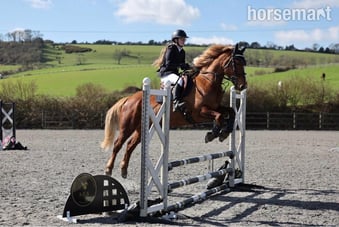 "Pepper" Chestnut Mare All Rounder