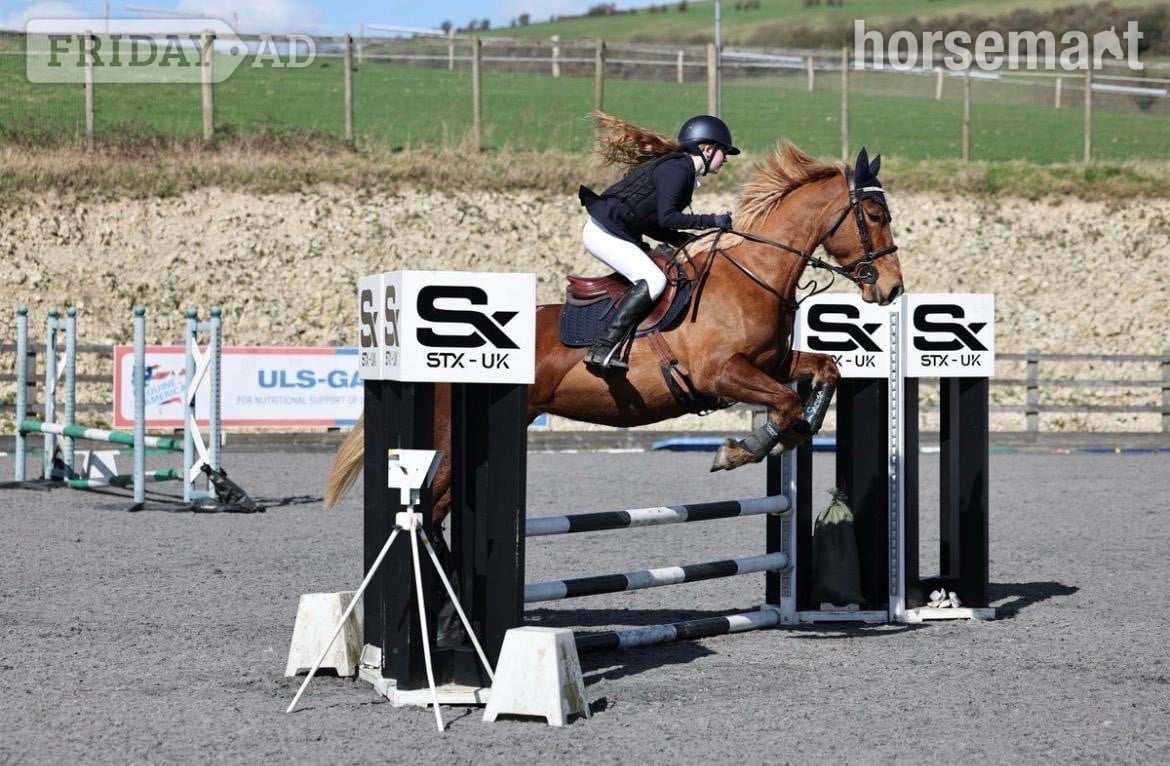 "Pepper" Chestnut Mare All Rounder