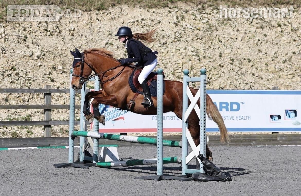 Haywards Heath "Pepper" Chestnut Mare All Rounder