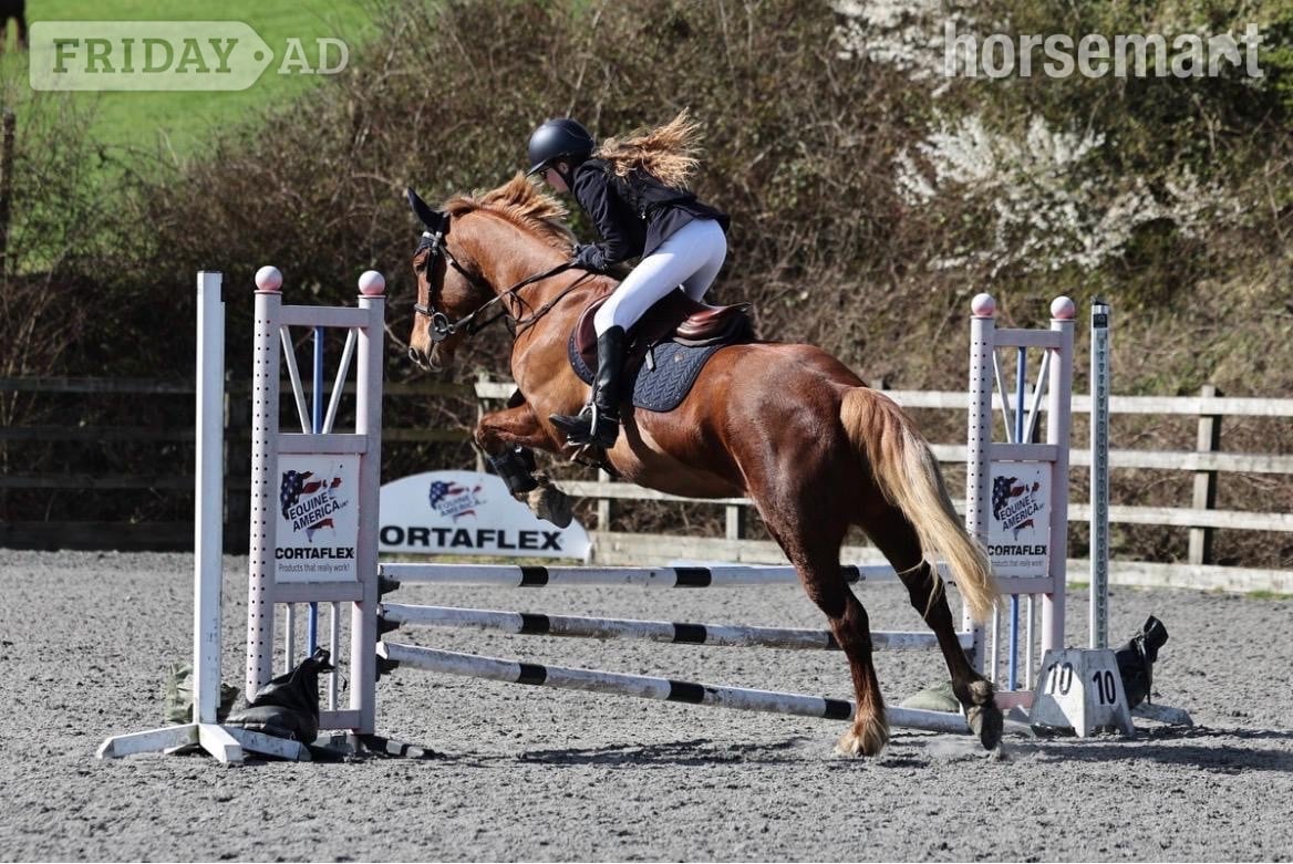"Pepper" Chestnut Mare All Rounder - Horses in Haywards Heath