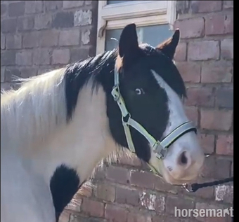 "3 Year old Irish Draught Superb Jumping Potential " Skewbald Gelding Cob/Heavy Horse